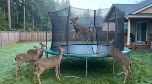 funny deer jokes